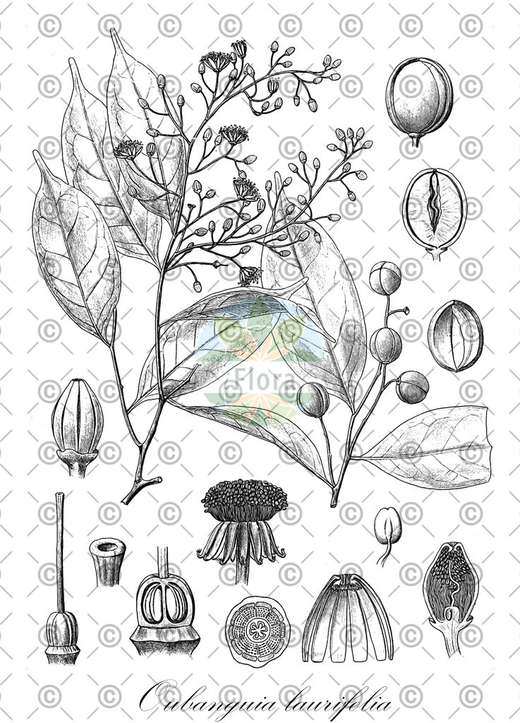 HistAbb_wfo-0001086981_1_ENZY_Simple | Historische Abbildung von Oubanguia laurifolia - Lecythidaceae | Historical Illustration of Oubanguia laurifolia - Lecythidaceae