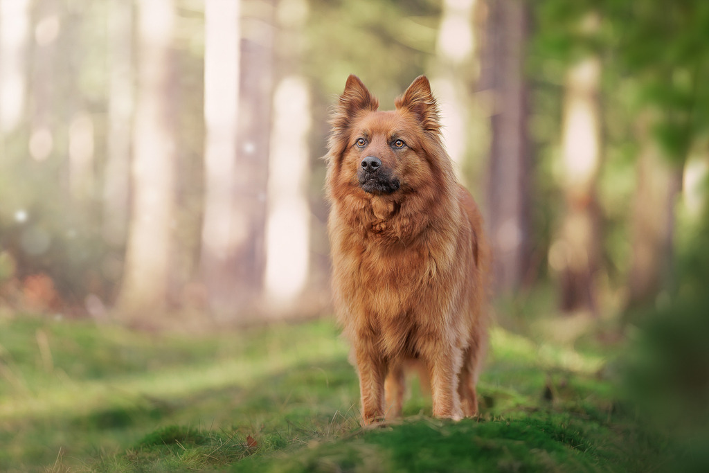 Hundefotografie in der Natur Outdoor | Hundefotografie in Bremen Nord Blumenthal im Wald von Nickbest Hundefotografie