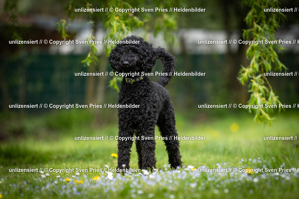 Sven Pries | 2025-04-13 - Hunderennen Baden-Baden - Realisiert mit Pictrs.com