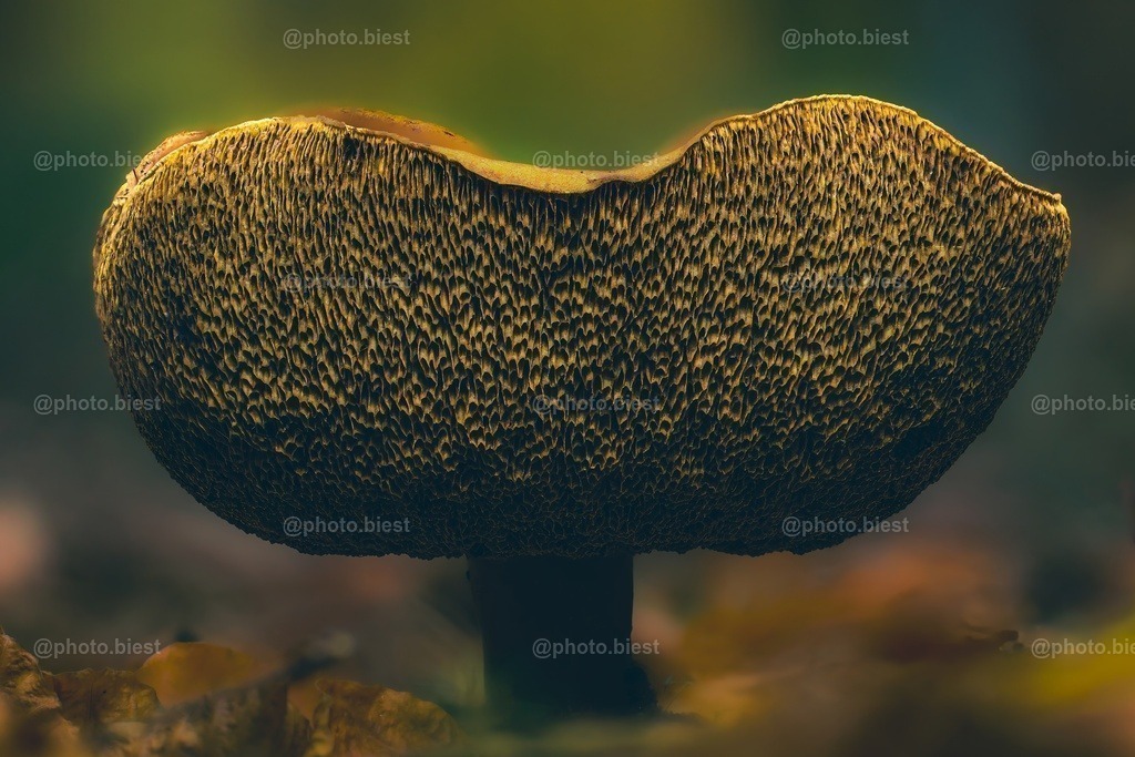 Die porige Walflosse | Ein sehr großer Pilz, der seine beste Zeit schon hinter sich hat und den Hut nach oben formt. - Realisiert mit Pictrs.com