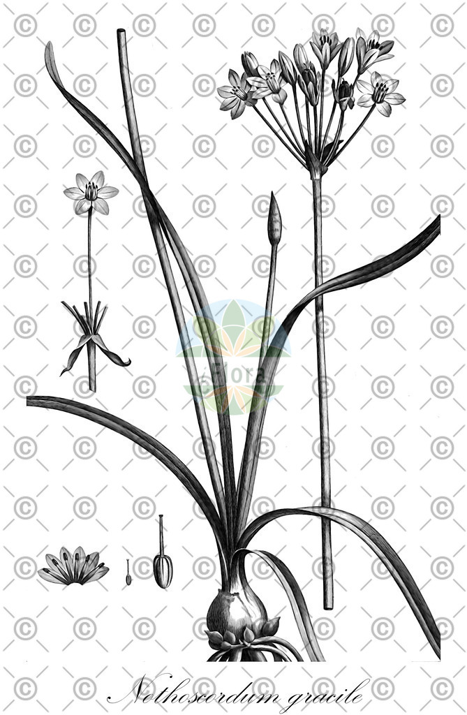 HistAbb_EMP_124085_1_SIMPLE | Historische Abbildung von Nothoscordum gracile - Amaryllidaceae | Historical Illustration of Nothoscordum gracile - Amaryllidaceae