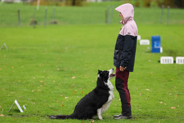 2025_Rally_Obedience_SM-48 | Ich fotografiere Hundeausstellungen, Sportanlässe, Zuchtstätten, Hundezucht, Hundeportrait, Lagotto - Realisiert mit Pictrs.com