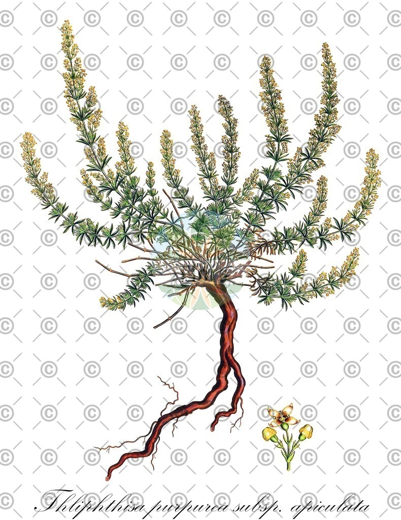 HistAbb_wfo-0000410204_1_ENZY_Simple | Historische Abbildung von Thliphthisa purpurea subsp. apiculata - Rubiaceae | Historical Illustration of Thliphthisa purpurea subsp. apiculata - Rubiaceae