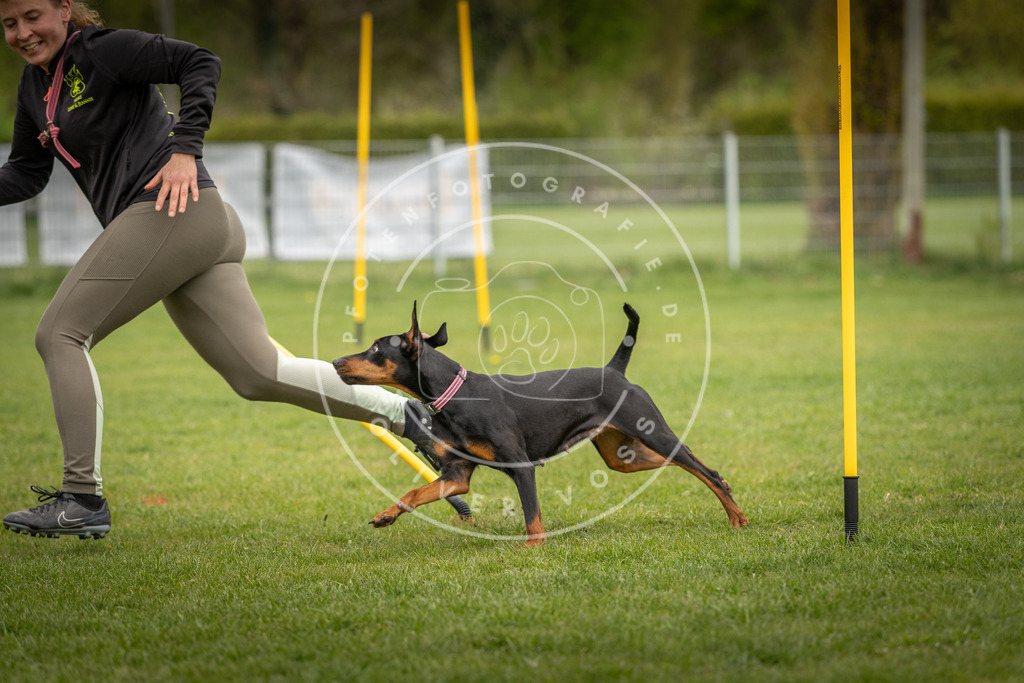 Pfotenfotografie_DV3A9718 | Hundefotografie, Tierfotograf, Pfotenfotografie, Fotoshooting Hund, Hunde Portrait, Hundesport, Hundeportraits, Heideshooting, Hunde, Sportfotograf, Hundefotograf, Turnierhundsport, THS,  - Realisiert mit Pictrs.com