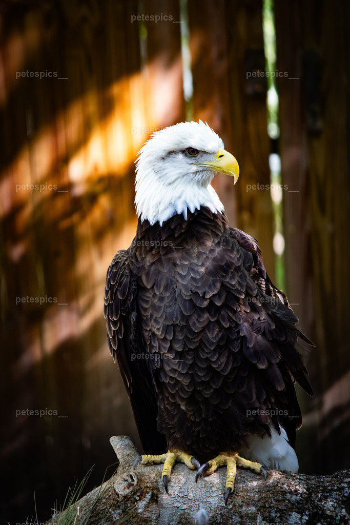 IMG_9830 | petespics