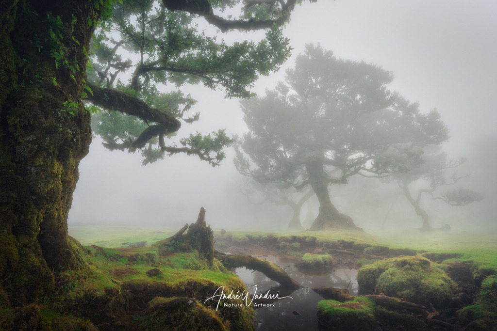 Verzaubertes Waldreich | Andre Wandrei - Nature Artworx - Realisiert mit Pictrs.com