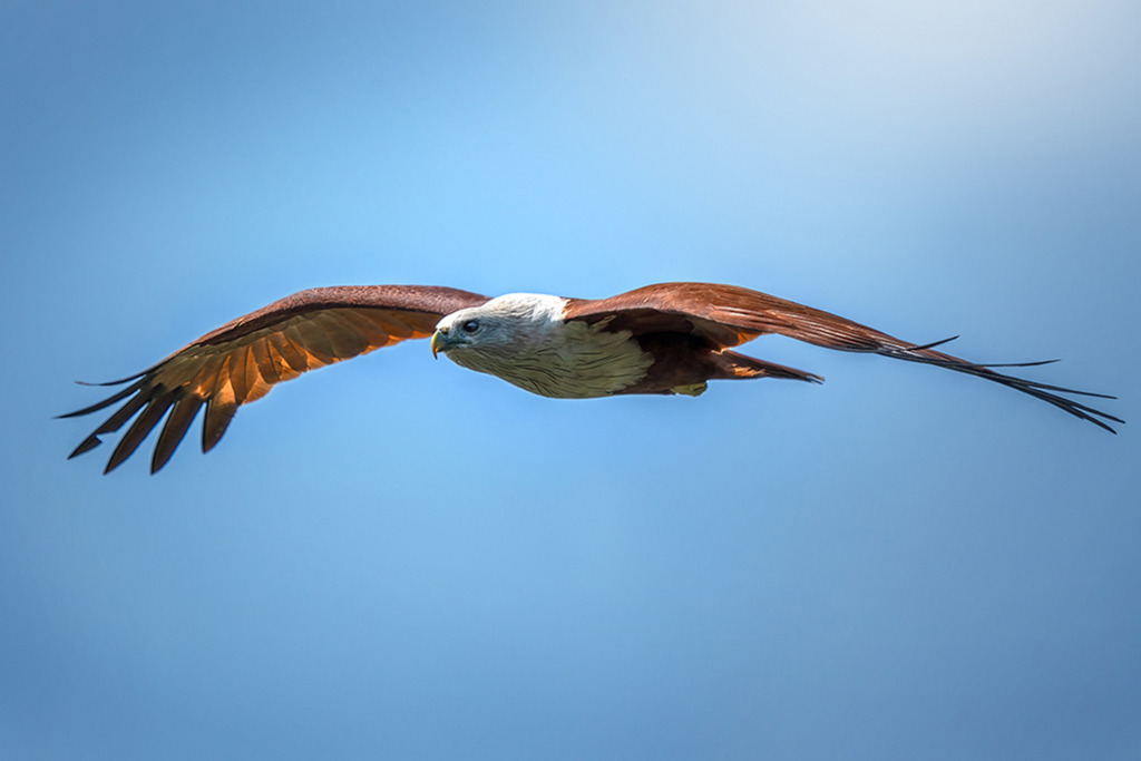 Brahminenweihe im Flug | Indien | Premium-Wandbild von justsomewhere.com: Ein majestätischer Brahminenweih-Greifvogel gleitet mit weit ausgebreiteten Flügeln vor einem strahlend blauen Himmel. - Realisiert mit Pictrs.com