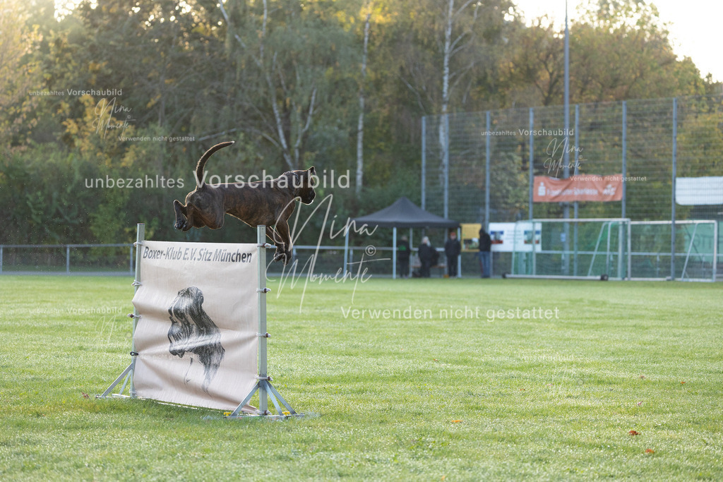 _16A5945 | Einzigartige Fotos von Hunden & Menschen –Actionfotos, Portraits, Vereinsaufnahmen & Paarshootings – authentisch, lebendig & mit Herz.