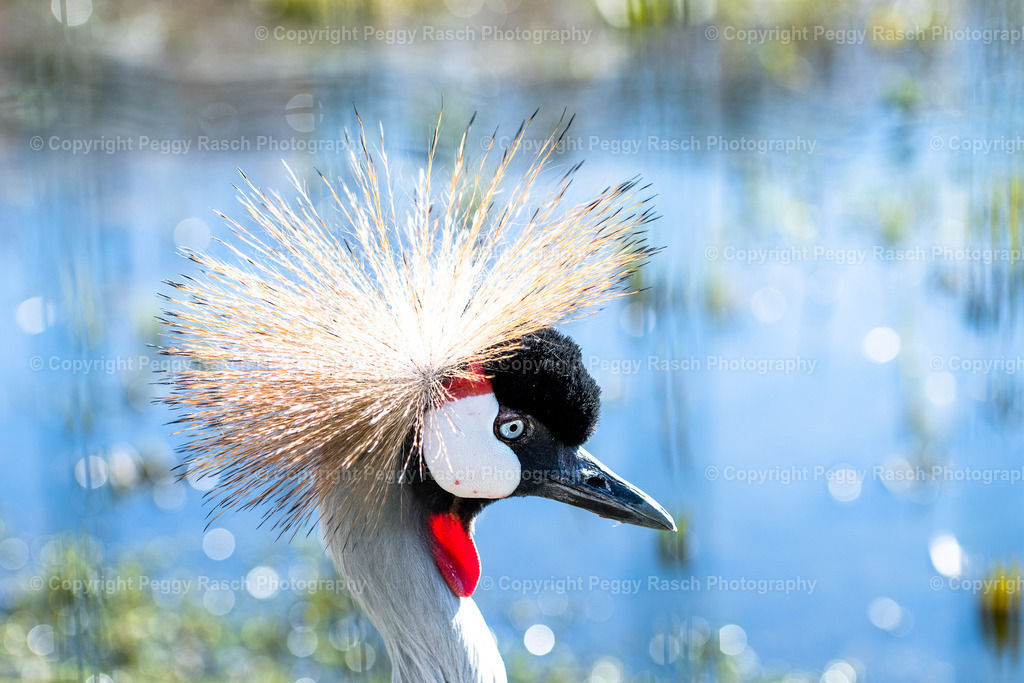 Vogelpark Niendorf (16) | PeggyRaschPhotography - Realisiert mit Pictrs.com