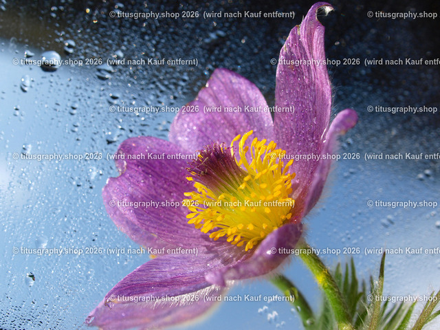 titusgraphy_P5196941-vz-ln | titusgraphy-shop: Geschenkideen mit Qualitätsfotos. titusgraphy-shop: gift ideas with quality photos. titusgraphy-shop: idées cadeaux avec photos de qualité.  - Realisiert mit Pictrs.com