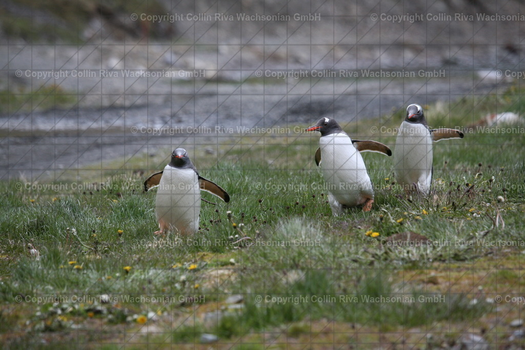 IMG_3461 | Antarktis / Antarctica - Realisiert mit Pictrs.com