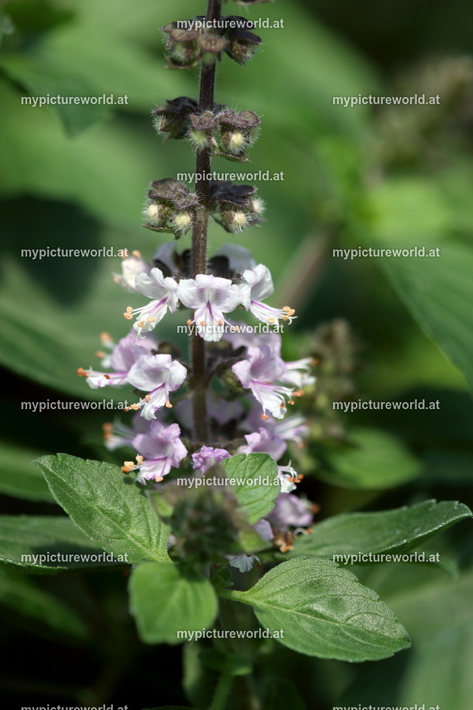 Basilikum-003 | Das Bilderarchiv über Tiere, Planzen und Landschaften. In der Bilddatenbank finden Sie ein große Auswahl an hochwertigen Bilder für Ihre Werbung - Realisiert mit Pictrs.com