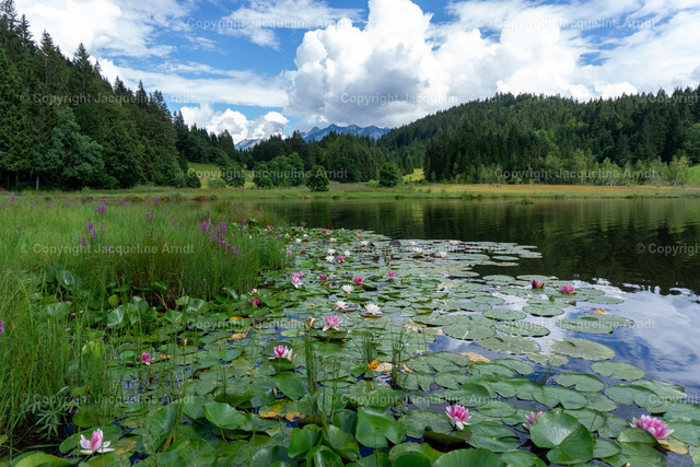 Seerosenteich | Fotografie Photography Dresden Photoshooting  Fotoshooting Fotografin Dresdencity Bilder  Foto Dresdenvideos Kalender Postkarten Bilderdownload Portrait Hochzeitsfotografie Familienfotos Bewerbungsbilder Studiofotografie Fotograf Dresdenbilder Business - Realisiert mit Pictrs.com
