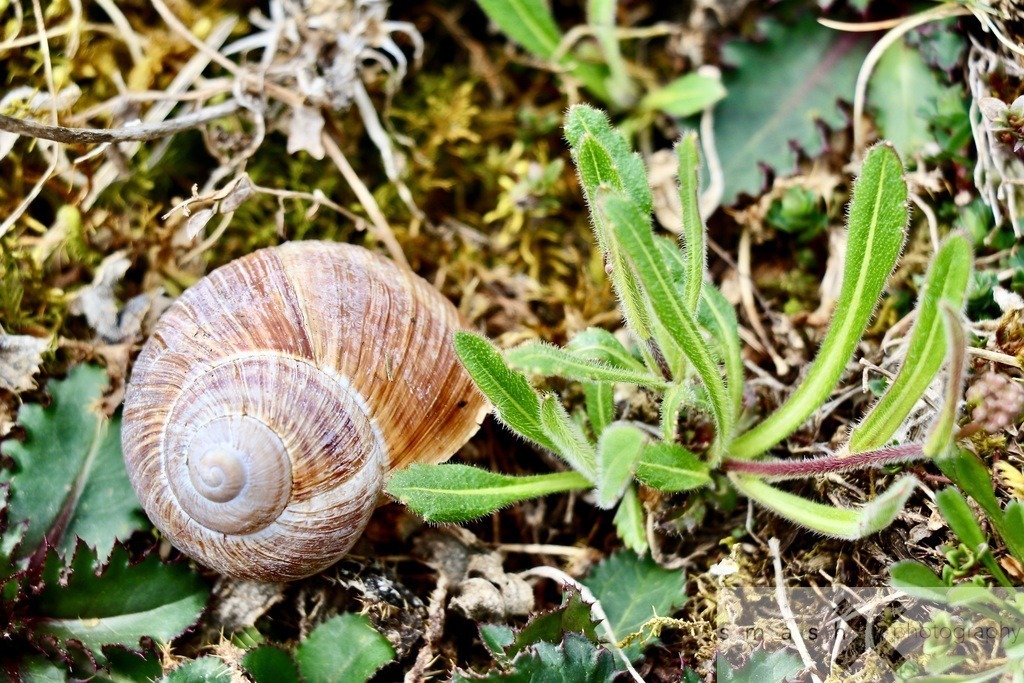 Snailhouse 02 | smash-photography.com