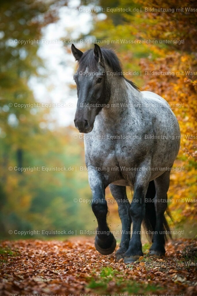 20151014_TOMsPiC_0296 | equistock