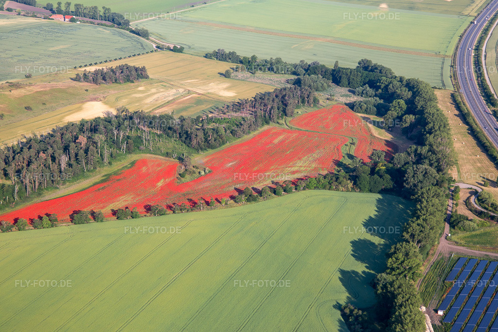 Luftbild: Klatschmohnfelder im Ortsteil Westerhausen in Thale im Bundesland Sachsen-Anhalt in Deutschland. Foto: IMG_136322.jpg vom 15.06.2023 durch Werner Riehm/FLY-FOTO.de