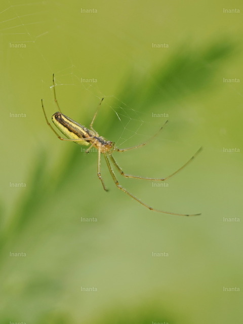 Gemeine Streckerspinne (Tetragnatha extensa) | Inanta - Realisiert mit Pictrs.com