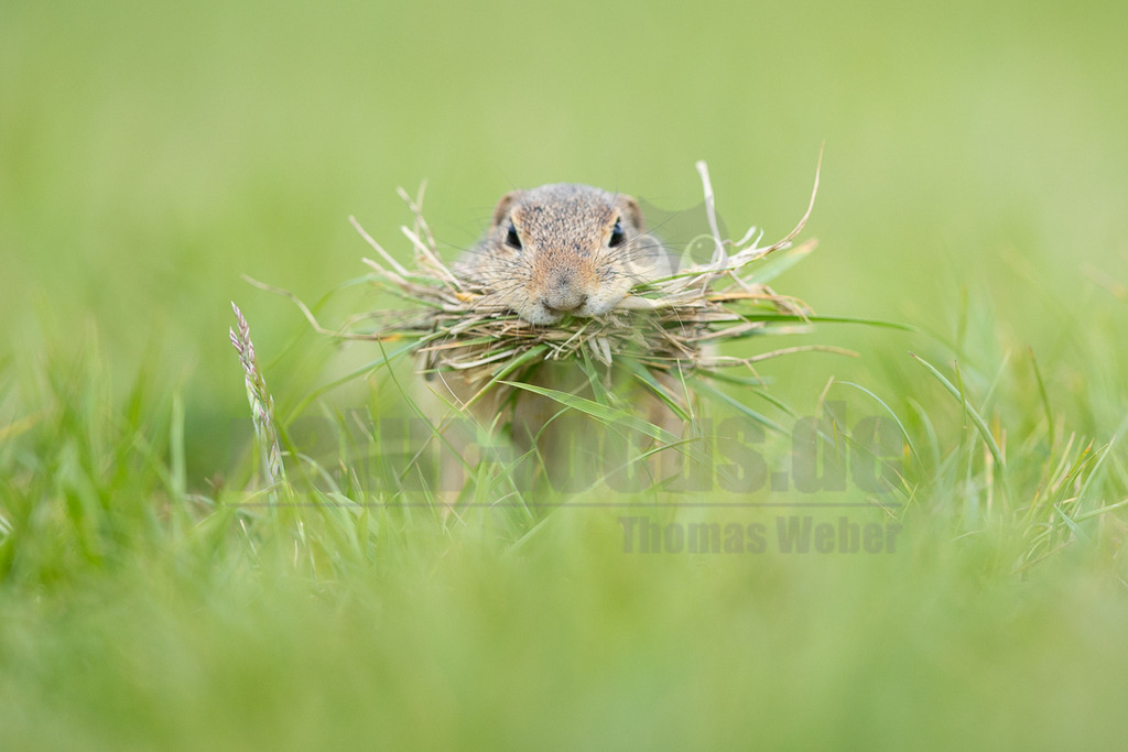 R6M39831_20260521 | Ein Ziesel (Spermophilus citellus) blickt aus dem hohen grünen Gras hervor und trägt einen großen Büschel Gras in seinem Maul. Es interagiert mit seiner Umgebung, indem es Nistmaterial oder Futter sammelt. Der Hintergrund ist unscharf und in verschiedenen Grüntönen gehalten, was das Tier in den Fokus rückt. - Realisiert mit Pictrs.com