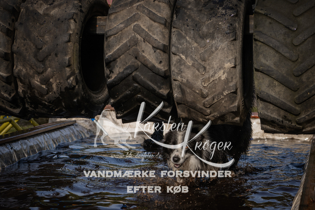 1407_ZZ94036 | kk-dogfotos
