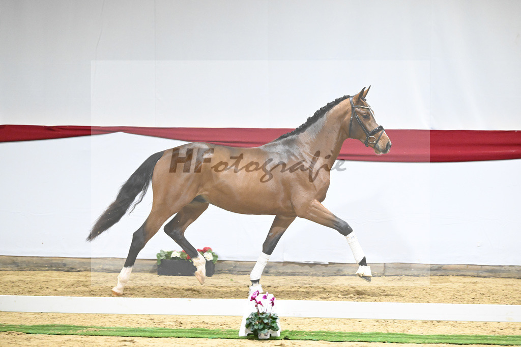 Kat-Nr. 62 v. DSP Topas_Schepper_63221870 | hf-fotografie - Realizzato con Pictrs.com