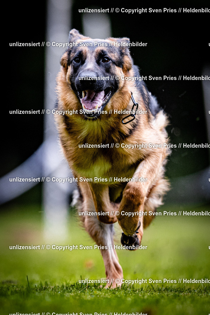 Sven Pries | 2025-10-03 - Hunderennen Obergrombach - Realisiert mit Pictrs.com