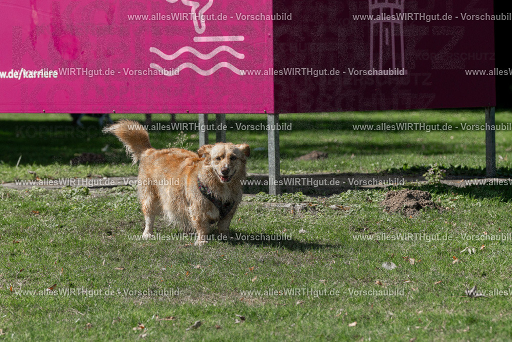 Hundeschwimmen_Volksbad_2026-allesWIRTHgut_Tierfotografie-2609061322-FAY06707 | Professionelle Tierfotografie in Mönchengladbach von Daniel Wirth (allesWIRTHgut). Liebevolle & natürliche Bilder von Hunden & Katzen für unvergessliche Erinnerungen.