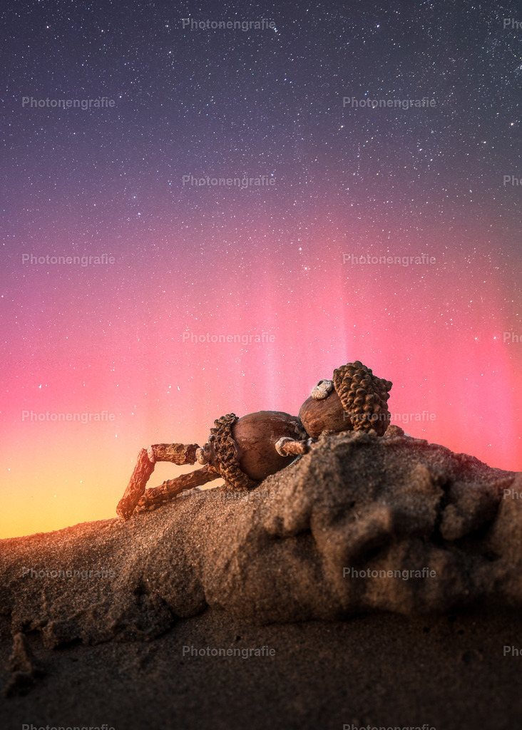 Manni chillt unter der Aurora | Photonengrafie´s Shop - Realisiert mit Pictrs.com