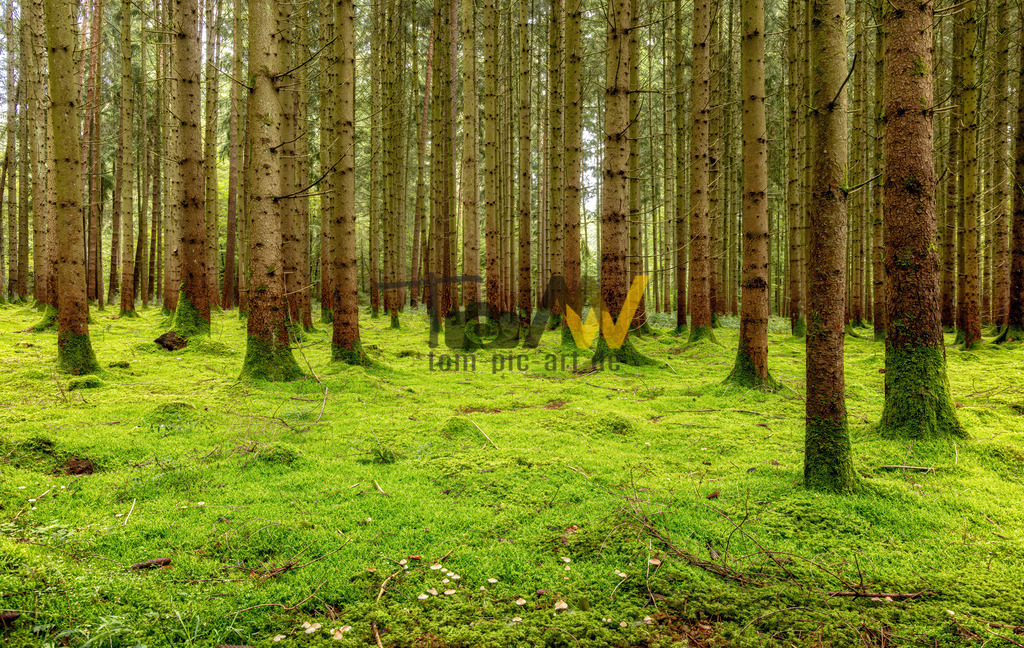 Dicht bewachsener Wald mit viel leuchtend grünem Unterwuchs-Moos | Das Bild zeigt einen Nadelwald, der hauptsächlich aus Fichten oder Tannen zu bestehen scheint. Der Boden ist mit einer dichten Schicht aus leuchtend grünem Moos bedeckt.Die Bäume stehen eng beieinander, mit geraden Stämmen und relativ wenig Unterwuchs.Diese Art von Wald kann in verschiedenen Regionen vorkommen, einschließlich borealer Nadelwälder oder Fichtenwälder in Mitteleuropa. Wälder beherbergen eine hohe Artenvielfalt von Pflanzen, Pilzen und Tieren.  - Realisiert mit Pictrs.com