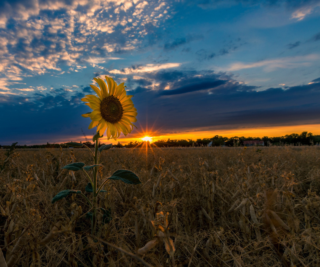 Sonnenblume im Rapsfeld | Die untergehende Sonne lässt die einzeln stehende Sonnenblume in warmen Licht erstrahlen.  - Realisiert mit Pictrs.com