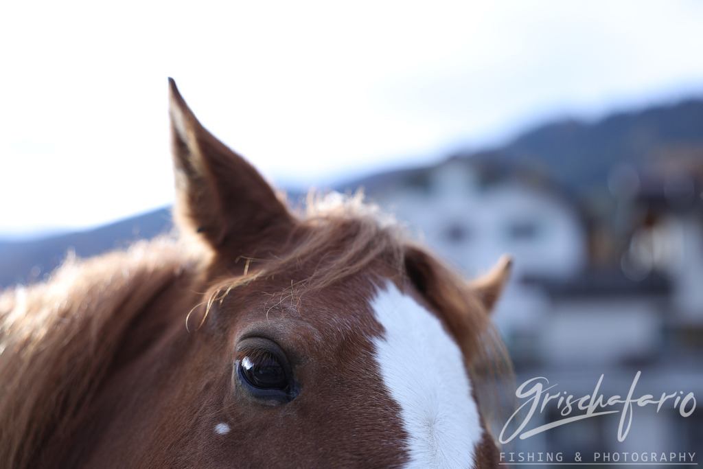 kunterbunt-25 | grischafario photography
