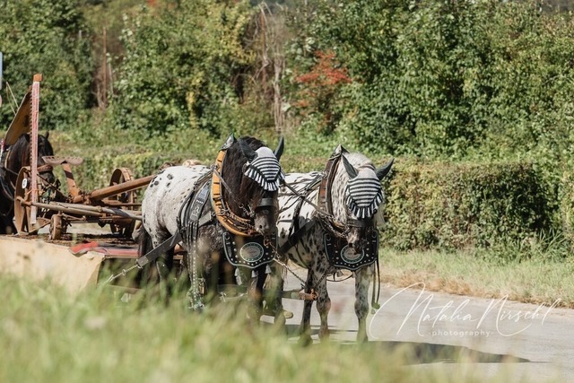 7V6A1773 | natalia-nirschl-photography