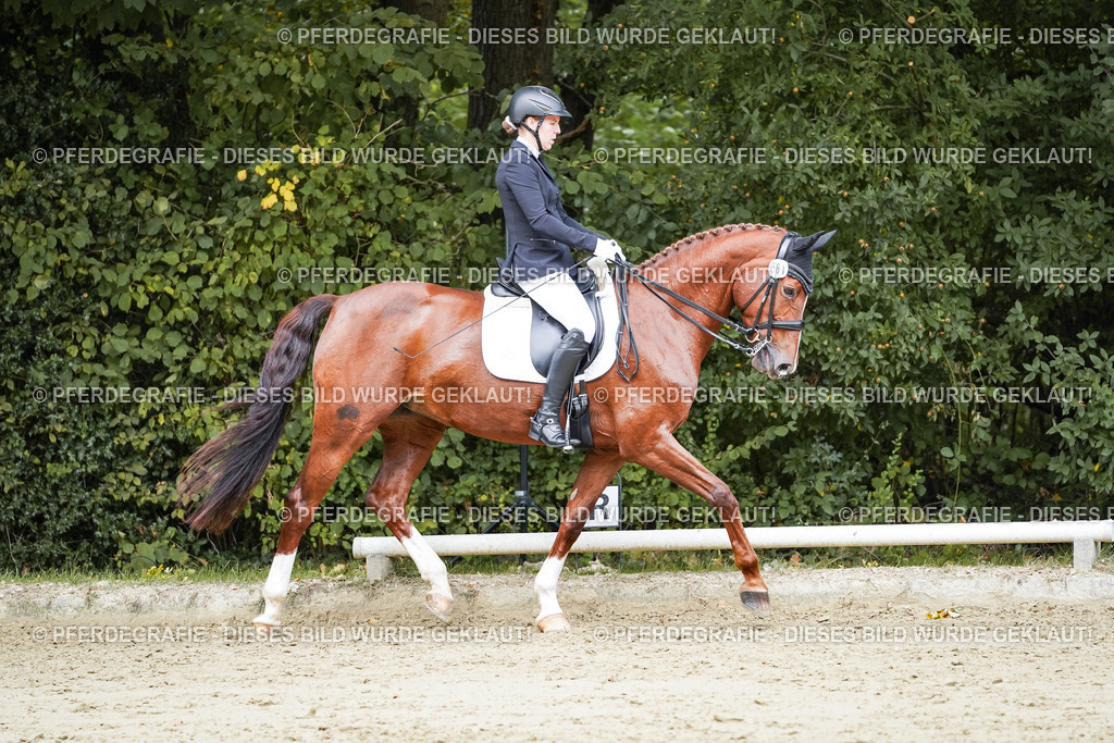 DSC04277 | Pferdegrafie