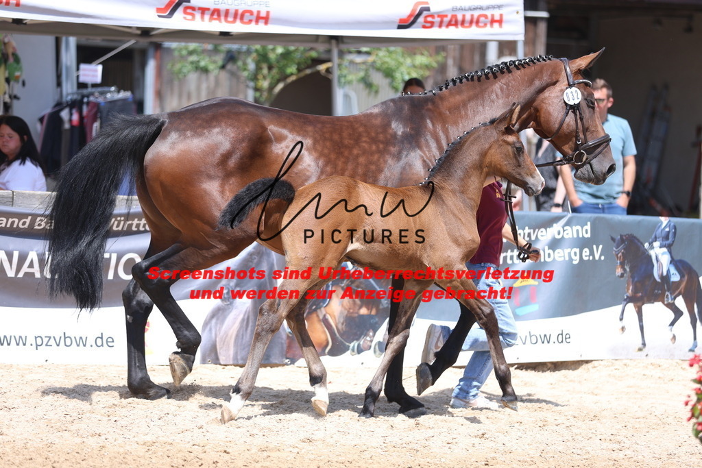 Fohlenschau_Schwäbisch_Hall_springbetonte_Fohlen_KN 32_11 | lmwpictures - Realisiert mit Pictrs.com