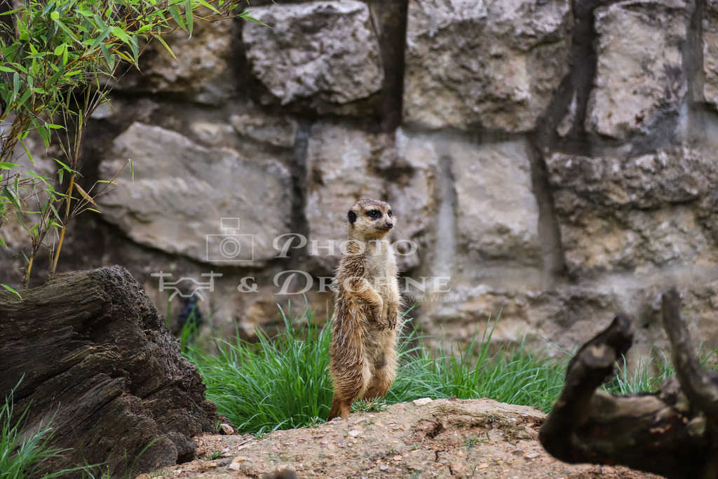 Erdmännchen-2739 | Erdmännchen sind kleine Säugetiere, die in Afrika südlich der Sahara beheimatet sind. Sie gehören zur Familie der Mangusten und sind für ihre schlanken Körper, kurzen Beine, langen Schwänze und charakteristischen Gesichtsmarkierungen bekannt. - Realisiert mit Pictrs.com