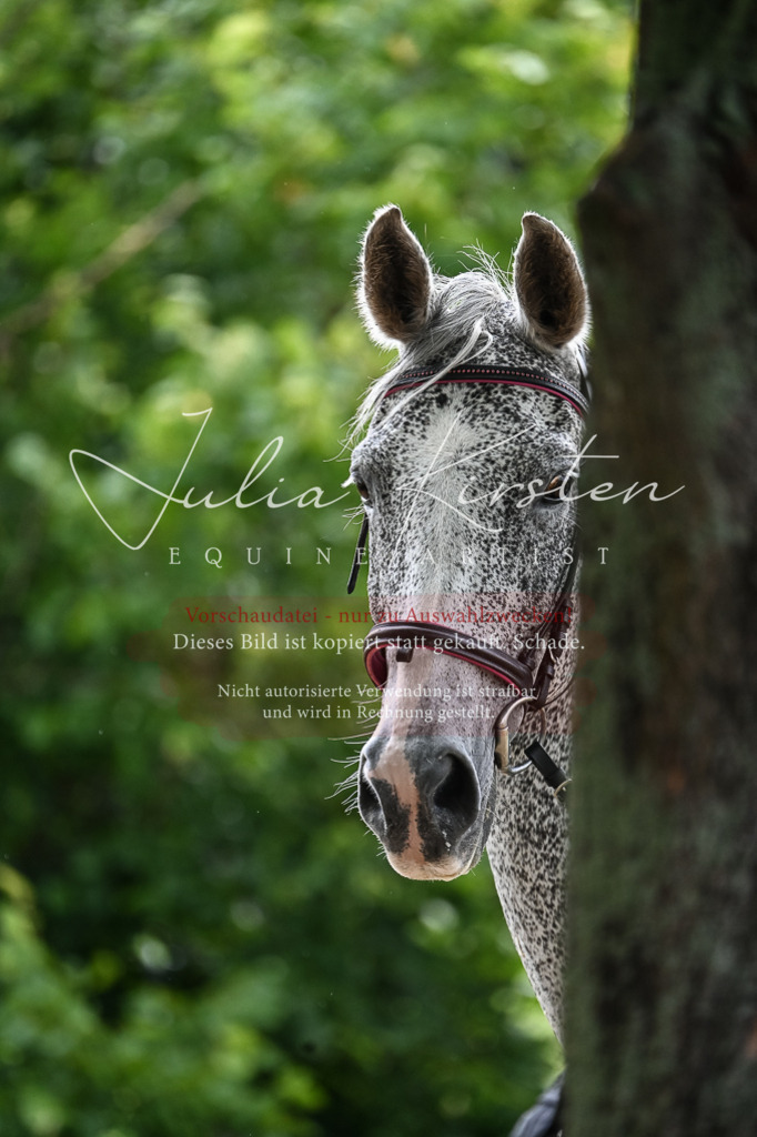 DSC_8363 | Pferde- und Turnierfotografie in Westsachsen. Pferdeportraits, Auftragszeichnungen und intuitive Kunst.