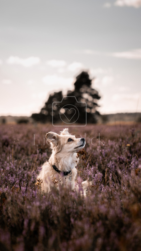 _7M34602 | <licht-blick-fotografie><shooting><portraitshooting><tiershooting><landschaftsbilder><shootingbuchen><buchen><fotografbremen> <fotograf niedersachsen><fotografin Bremen und niedersachsen><carshooting><automobilfotografie><auto> - Realisiert mit Pictrs.com