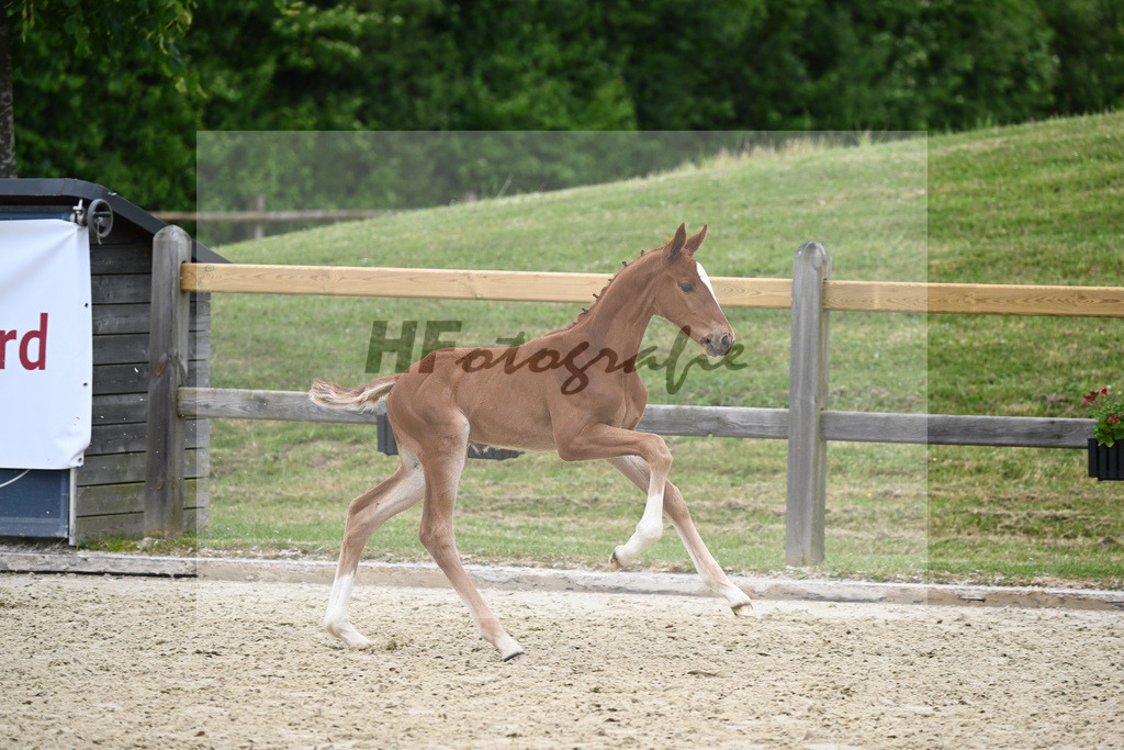 Kat-Nr. 40 HF DSP Feliciano_Eder_17230488 | hf-fotografie - Realizzato con Pictrs.com