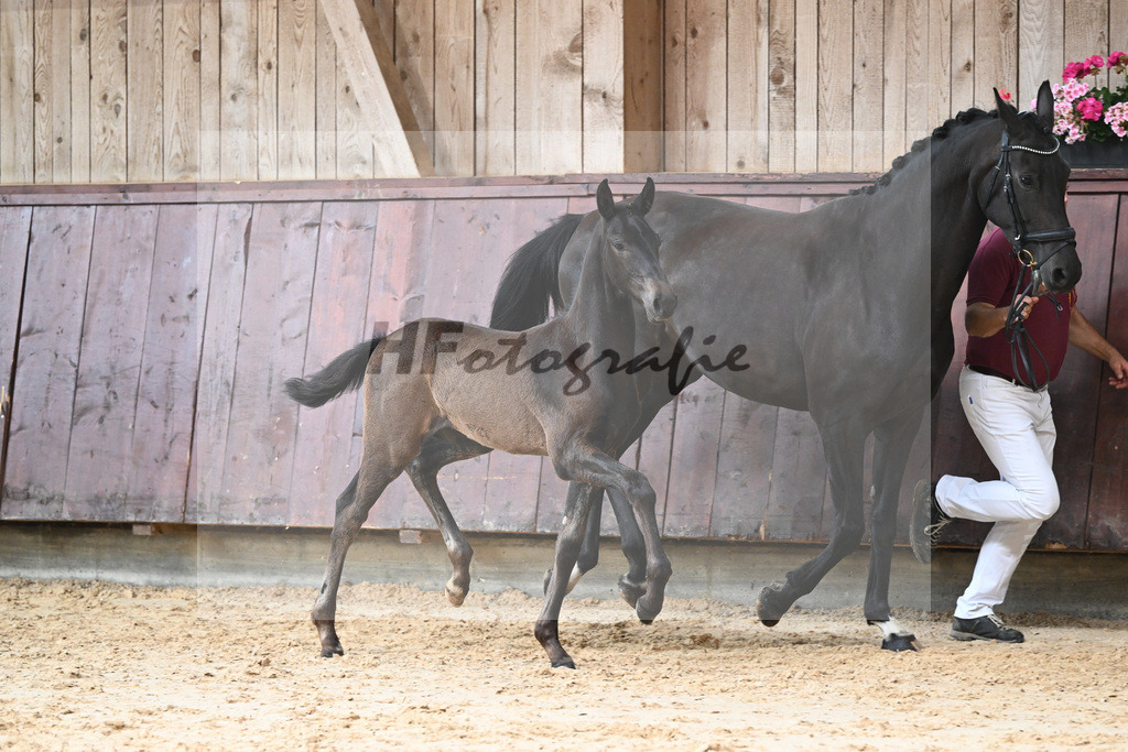 Kat-Nr. 21 HF Va Pensiero_Albert_26230282 | hf-fotografie - Realisiert mit Pictrs.com