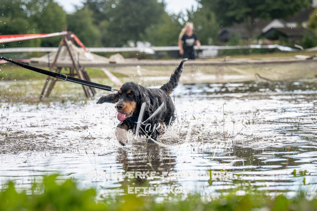 1355_ZZ90453 | kk-dogfotos