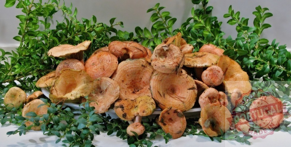 Fresh Saffron milk cap mushrooms with green leaves | Freshly picked Saffron milk cap mushrooms on white surface, surrounded by green foliage - Realized with Pictrs.com