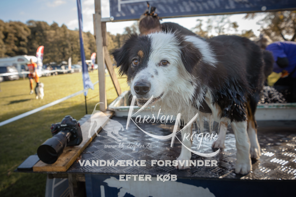 1202_ZZ94297 | kk-dogfotos