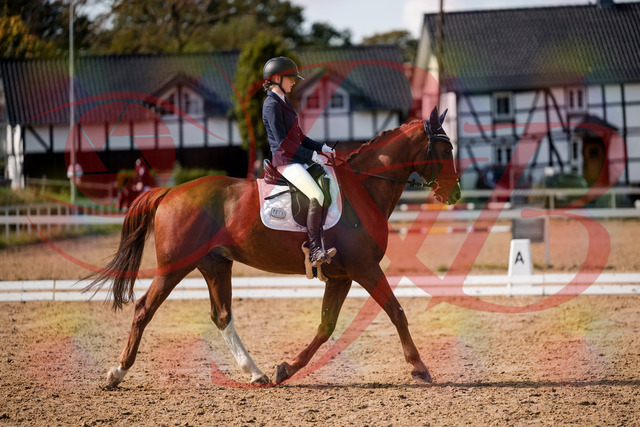 2026_10_03_Siefer-Hof_132759_Z63_87531009 | Professionelle Reitsport-, Turnier- und Eventfotografie von Robert Broda. Galerien mit ausgewählten und bearbeiteten Bildern direkt online ansehen und bestellen.