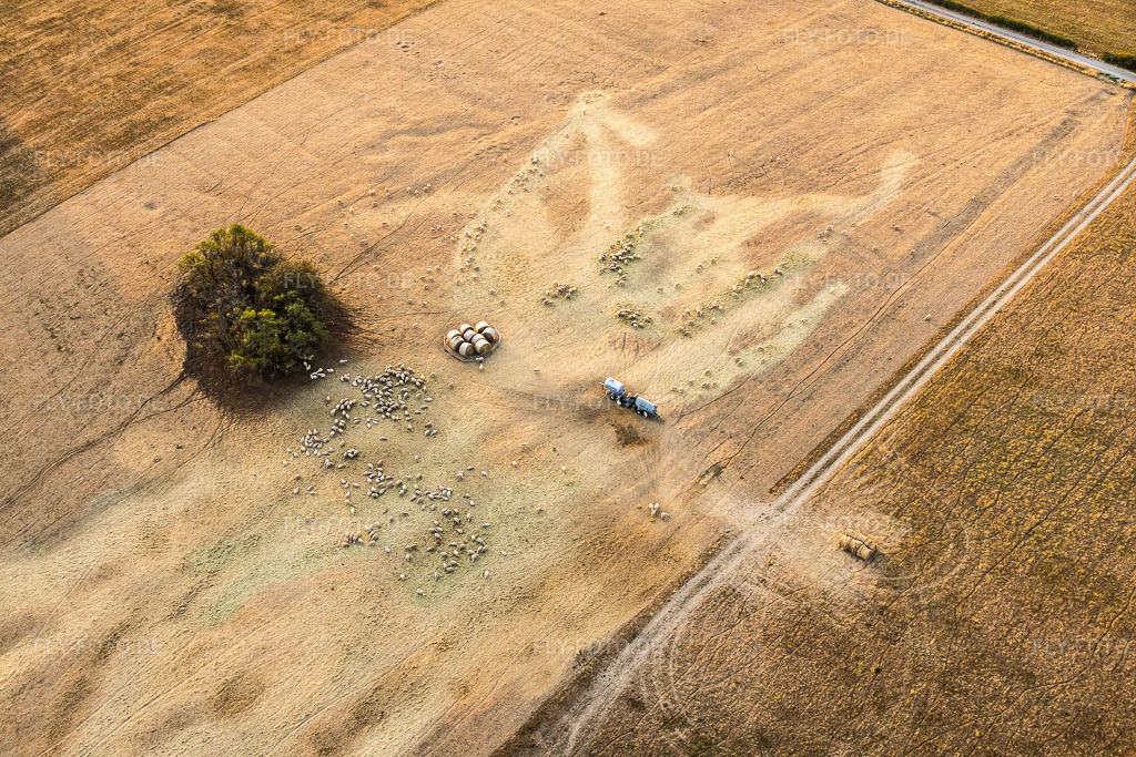 Luftbild: Schafherde der Ferme Rimmlinger weiden auf vollkommen vertrockeneten Wiesen in Achen im Bundesland Moselle in Frankreich. – Foto: IMG_158790.jpg vom 15.08.2026 durch Werner Riehm/FLY-FOTO.de – Auflösung des Originals: 6000 x 4000 px