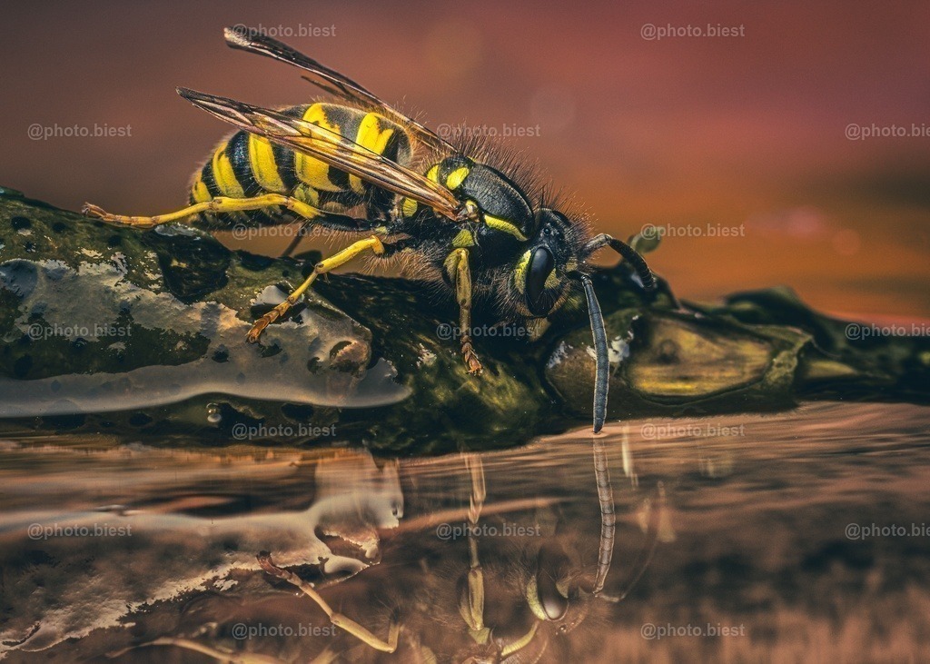 Wespenspiegel | Eine Wespe an der Insektentränke bei 36°C. - Realisiert mit Pictrs.com