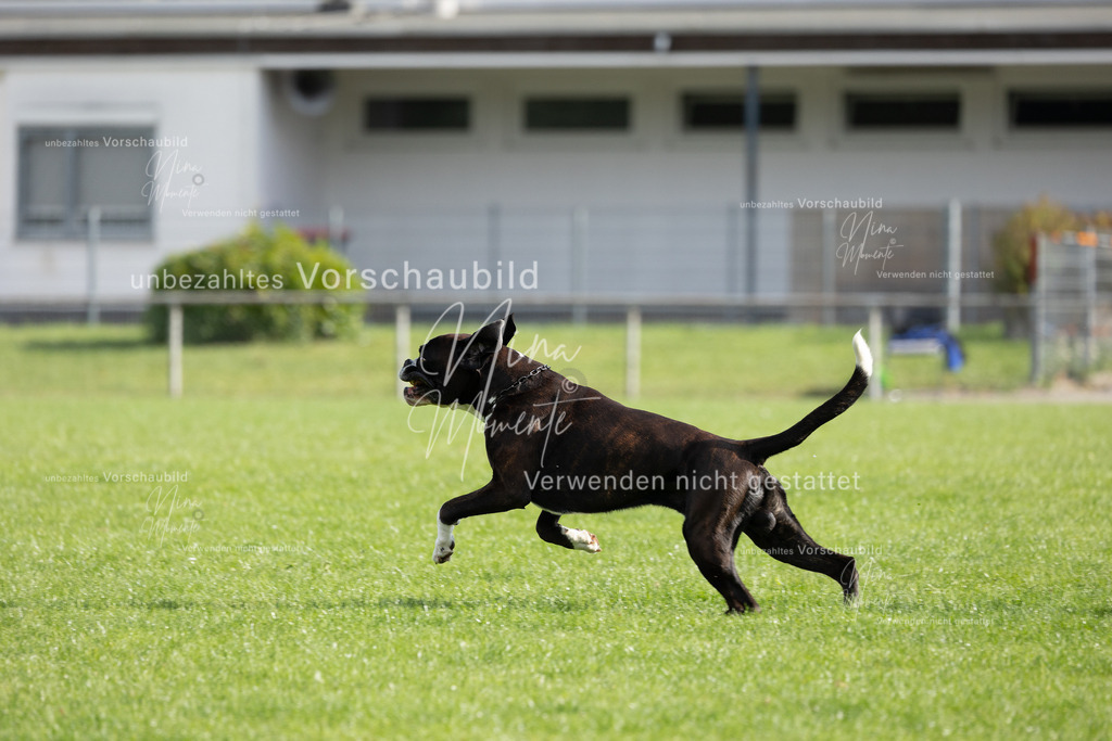 _16A6659 | Einzigartige Fotos von Hunden & Menschen –Actionfotos, Portraits, Vereinsaufnahmen & Paarshootings – authentisch, lebendig & mit Herz.