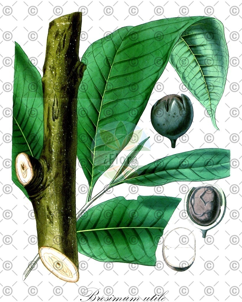 HistAbb_wfo-0001155767_1_ENZY_Simple | Historische Abbildung von Brosimum utile - Moraceae | Historical Illustration of Brosimum utile - Moraceae
