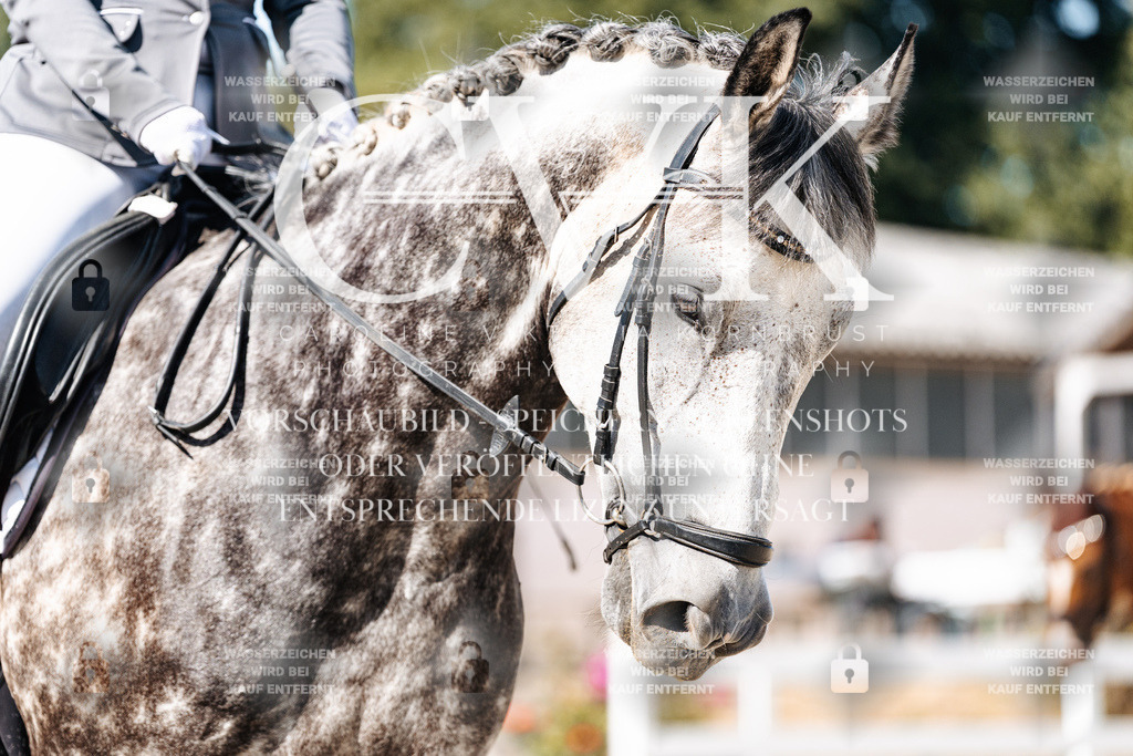 CK909008 | Turnierfotografie Pferdefotografie Trier Rheinland-Pfalz Pferdesport Reitsport Tierfotografie Sportfotografie Pferdevideo Pferdevideografie Equestrianvideography equestrianphotography  - Realisiert mit Pictrs.com