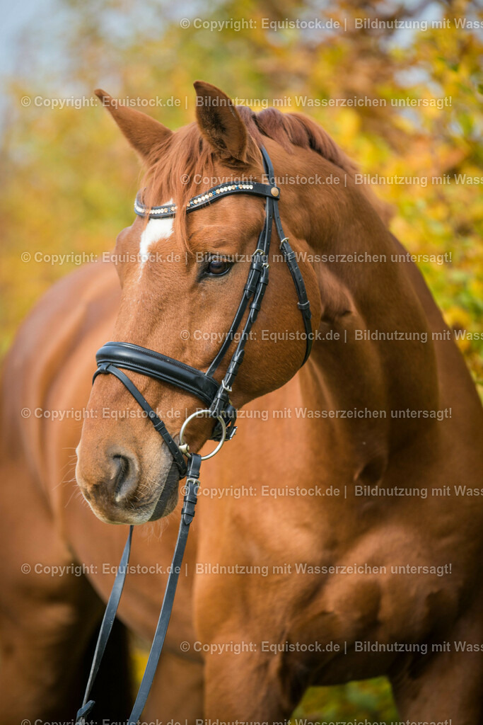 20151019_TOMsPiC_0306 | equistock