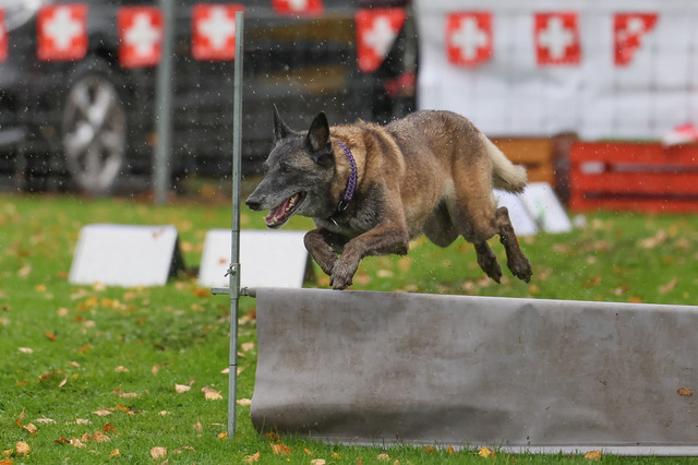 2025_Rally_Obedience_SM-202 | Ich fotografiere Hundeausstellungen, Sportanlässe, Zuchtstätten, Hundezucht, Hundeportrait, Lagotto - Realisiert mit Pictrs.com