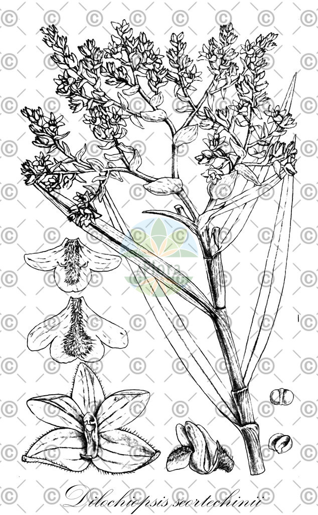 HistAbb_wfo-0000943448_1_ENZY_Simple | Historische Abbildung von Dilochiopsis scortechinii - Orchidaceae | Historical Illustration of Dilochiopsis scortechinii - Orchidaceae